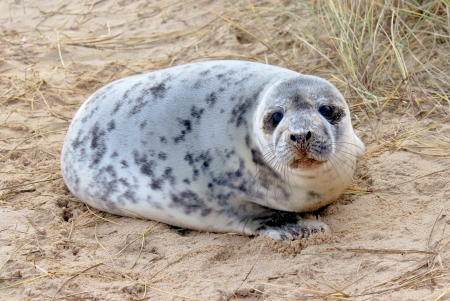 A seal pup on a beach in Norfolk, Englandの写真素材