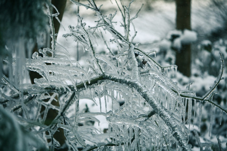Frozen branchesの写真素材