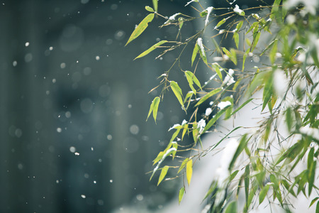 Bamboo  leavesの写真素材