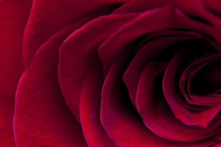 Red Rose macro shotの写真素材