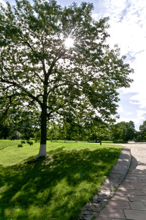 The Greenest park の写真素材