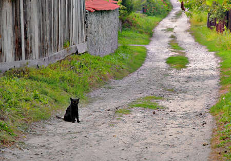 black cat on the roadの写真素材