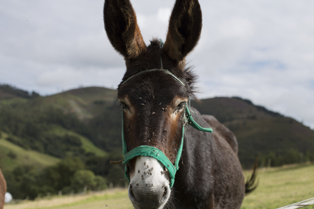 Donkey close up
