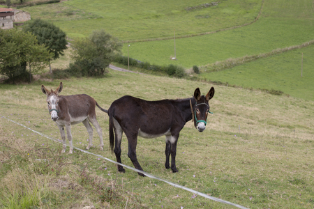 Two donkeysの写真素材