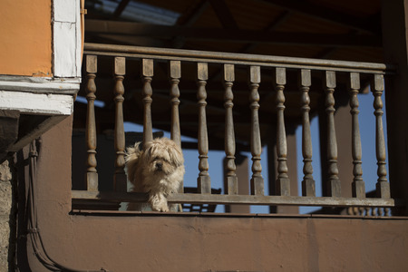 A dog is barking from a balconyの写真素材