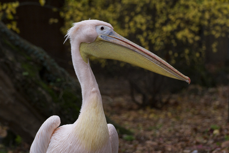 Great white pelicanの写真素材