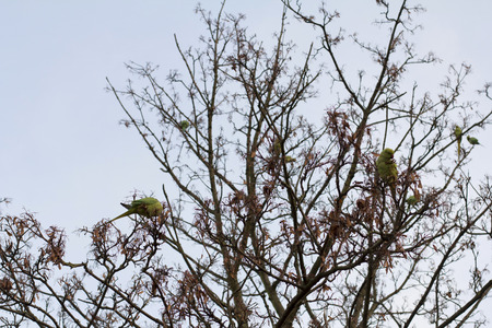 Parrots on the treeの写真素材
