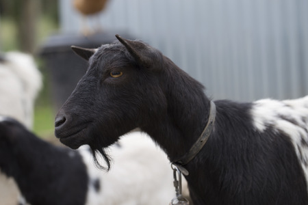 African pygmy goatの写真素材