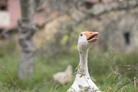 A male goose is threatening with the tongue outの写真素材