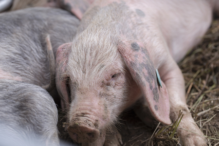 Portrait of a pigletの写真素材