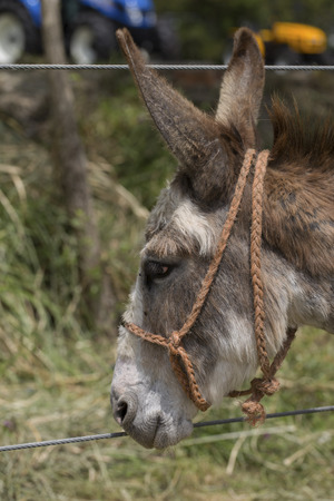 Portrait of a donkeyの写真素材