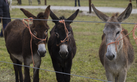 Portrait of three donkeysの写真素材