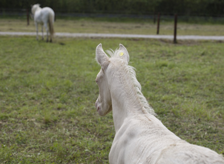 Cremello foal (or albino)の写真素材