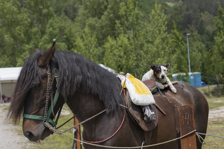 A dog rides a horseの写真素材
