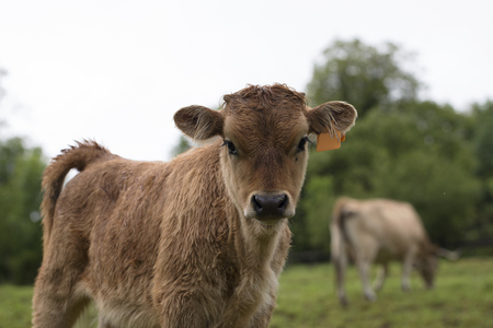 Portrait of a calfの写真素材