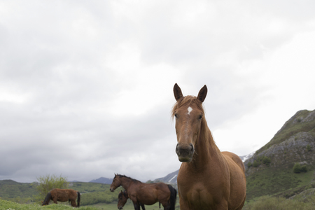 Group of wild horsesの写真素材