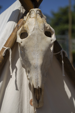 Animal skullの写真素材