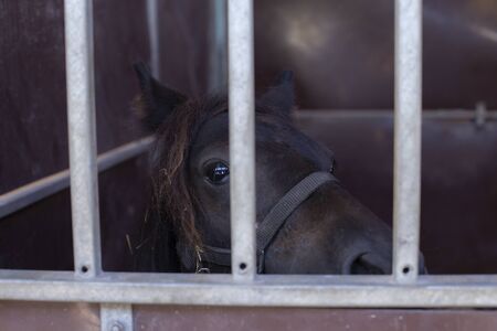Horse in a stableの写真素材