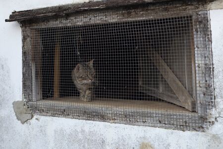 Cat behind a window grillの写真素材
