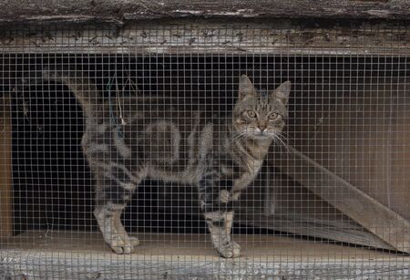 Cat behind a window grillの写真素材