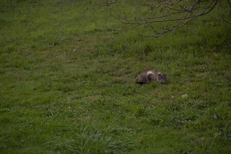 A cat is hiddenの写真素材