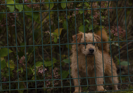 Dog behind fence
