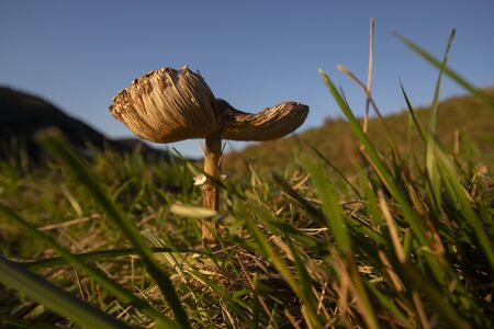 Lepiota in a meadowの写真素材