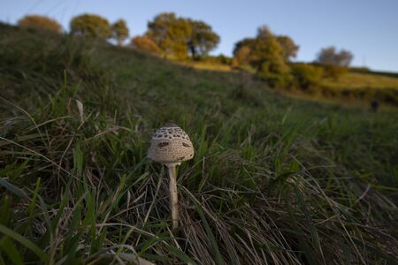 Lepiota in a meadowの写真素材