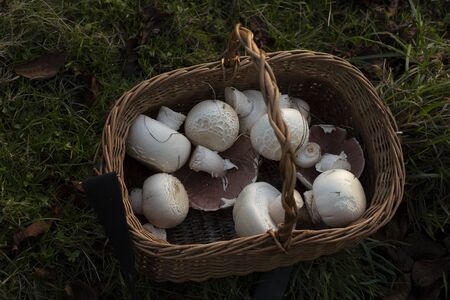 Agaricus arvensis in a basketの写真素材