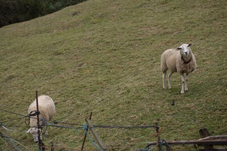 Castellana sheep breedの写真素材