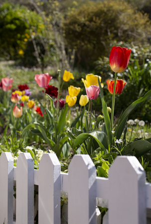 Amazing flowers blooming on green meadow backgroundの写真素材