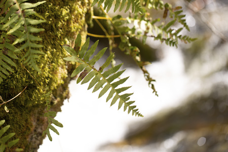 green Fern leaves on background, close upの写真素材
