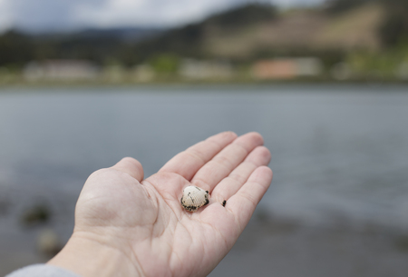 A woman is holding a shellの写真素材