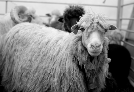 Portrait of a sheep in black and whiteの写真素材