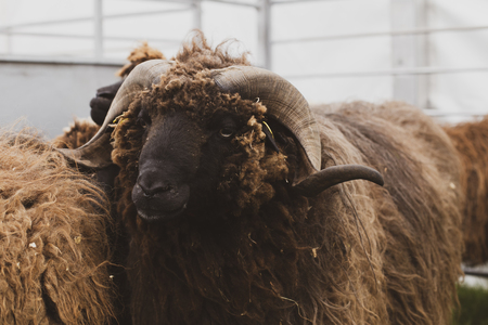 Portrait of a ramの写真素材