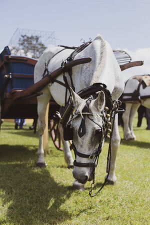 Horse dragging a cartの写真素材