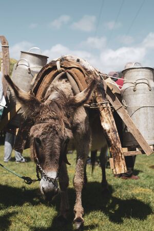 Donkey carrying a load of milkの写真素材