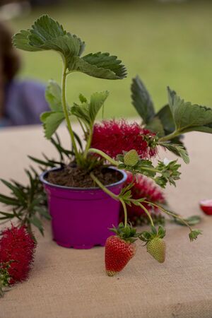 Close up of strawberries in a competitionの写真素材