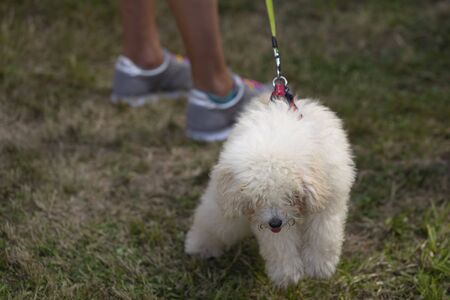 Portrait of a poodleの写真素材