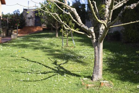 Tree in the garden