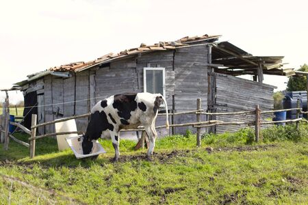 Cow in the fieldの写真素材