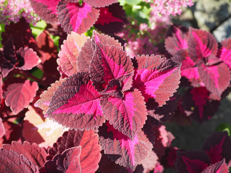 Pink Coleus blumei in natural gardenの写真素材