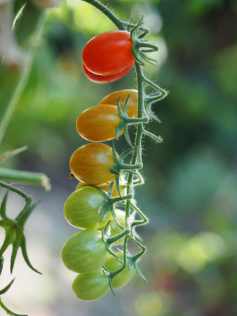 Cherry tomatoes in natural gardenの写真素材