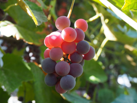 Grapes in vineyardの写真素材