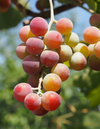 Grapes in vineyardの写真素材