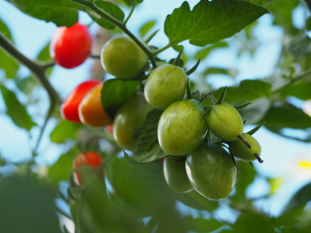 Young cherry tomatoes in the gardenの写真素材