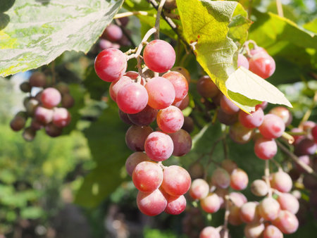 Cluster of grapes in vineyardの写真素材