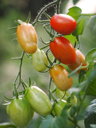 Young cherry tomatoes in the gardenの写真素材