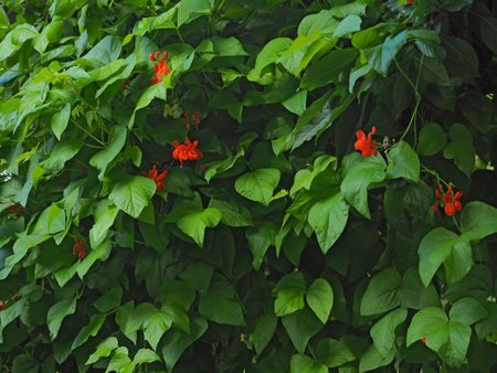 Green live-fence of bean leaves in natural gardenの写真素材