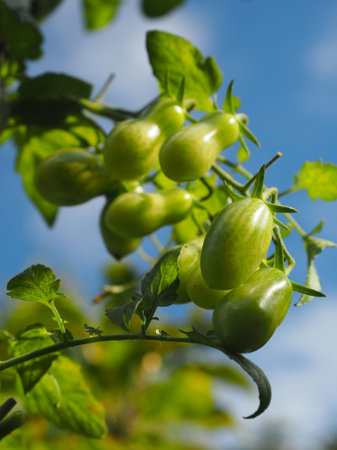 Young cherry tomatoes in the gardenの写真素材